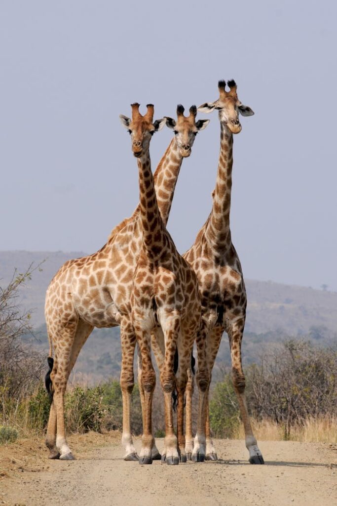 south africa hluhluwe giraffes pattern.jpg